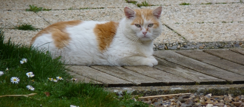 Roucky chat de garde